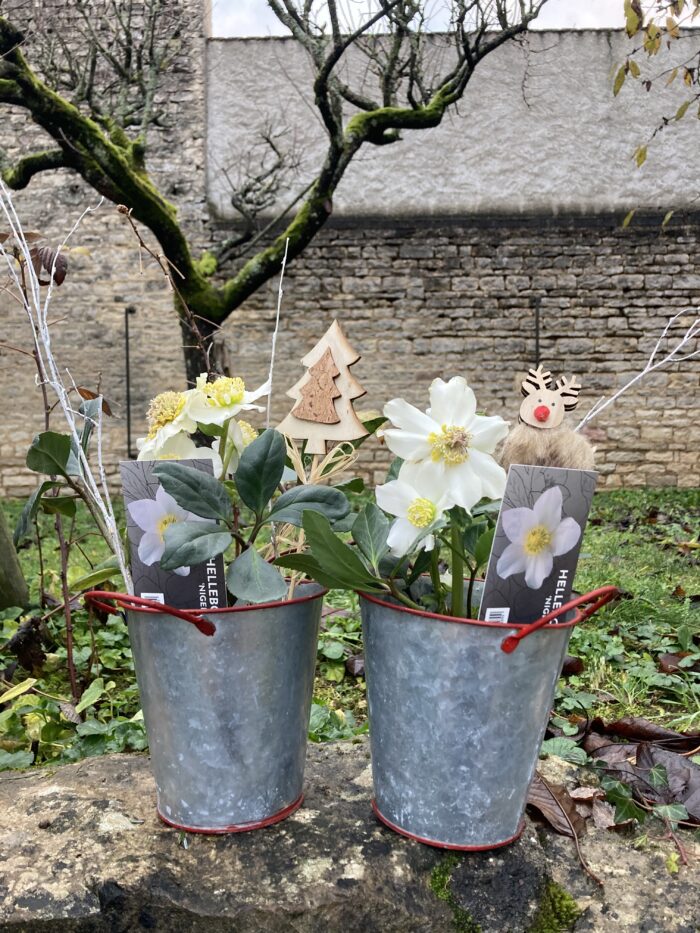 Hellébore ou Rose de Noël et son cache-pot 🎁