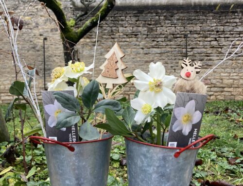 L’hellébore : un cadeau fleuri et durable pour Noël 🎁