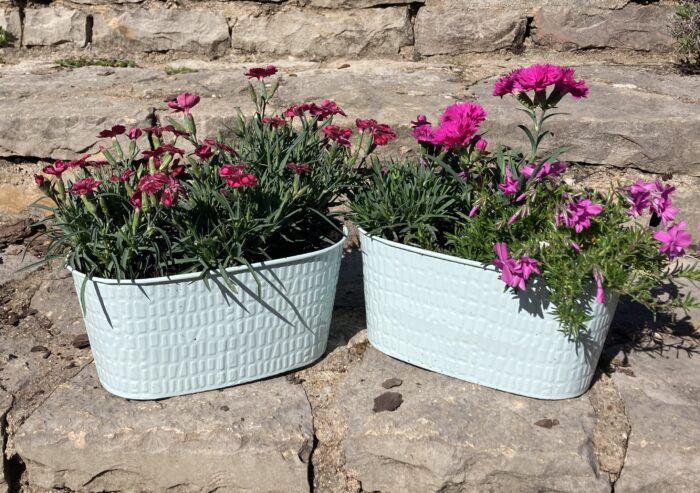 Jardinière d'œillets parfumés vivaces