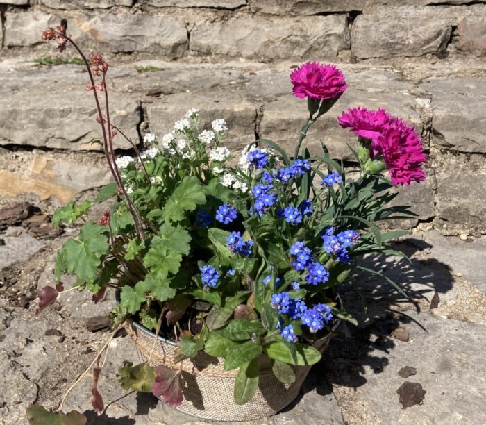 Coupe d'œillets parfumés vivaces