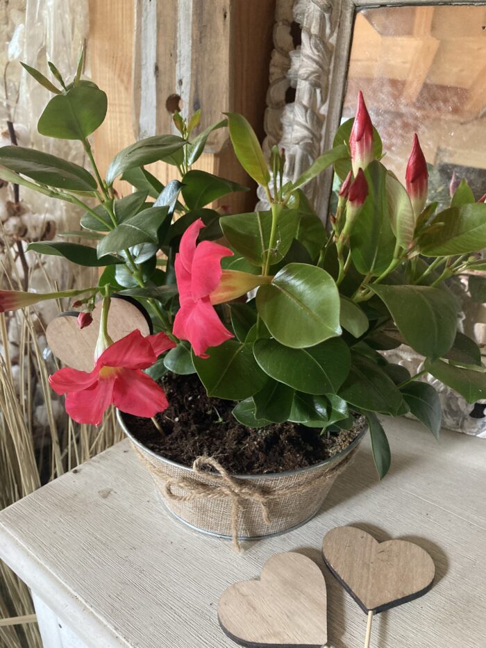 A offrir : Coupe de Dipladenia 💕
