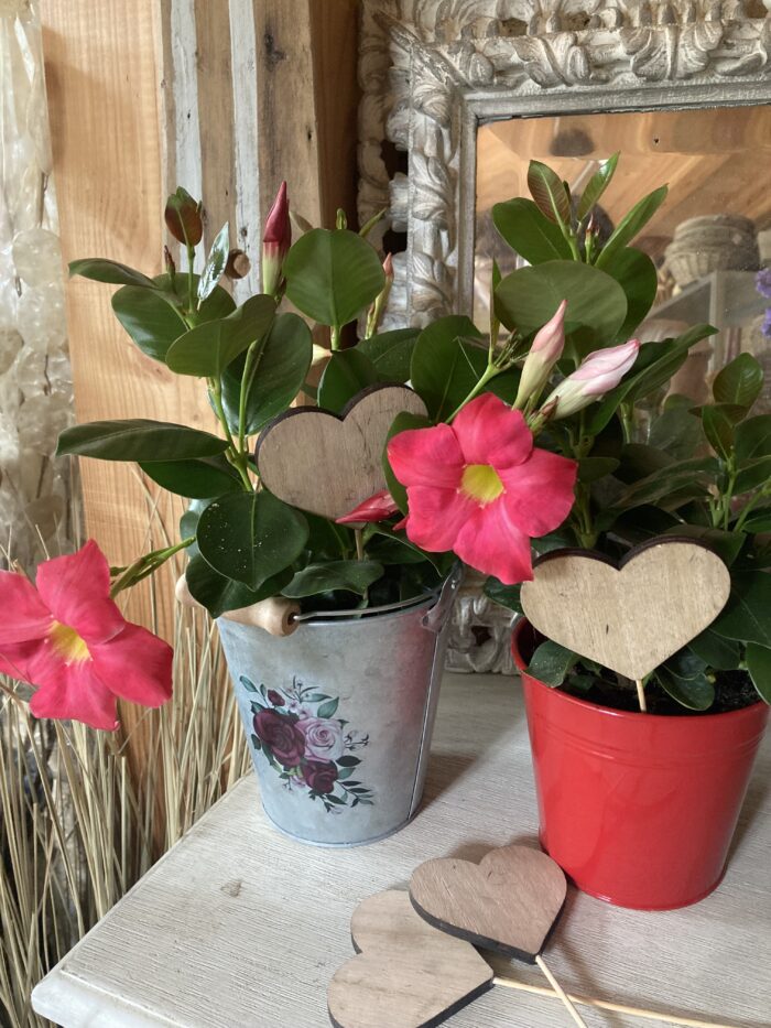 A offrir : Dipladenia en pot💕