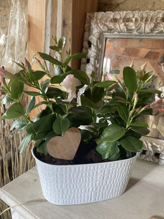 A offrir Dipladenia en Jardinière 💕