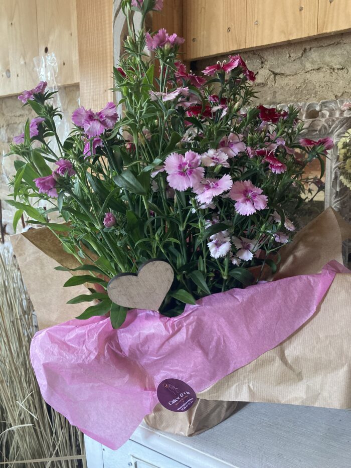 A offrir belle potée d'Oeillets parfumés vivaces à replanter💕