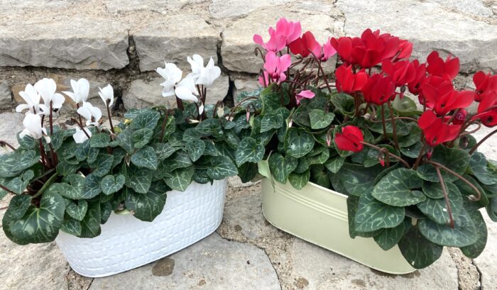 Automne 🍂 Jardinière de cyclamen