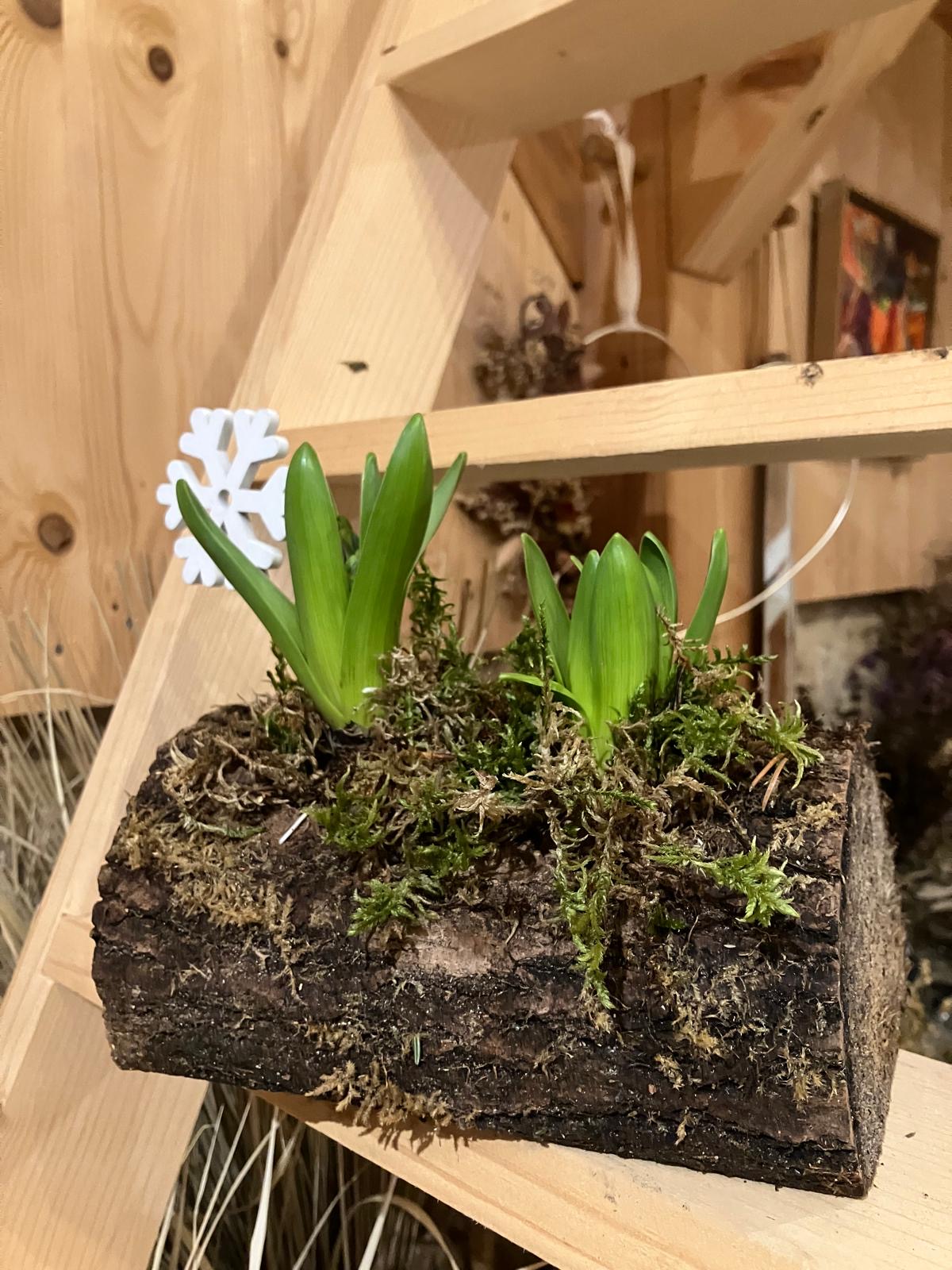 2 bulbes de jacinthe française dans bûche en bois🎁